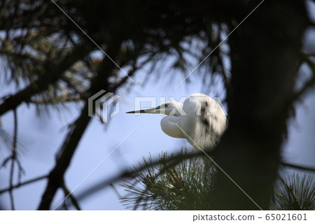 Beautiful scenery with great egret 65021601