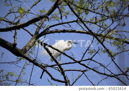 Beautiful scenery with great egret Beautiful scenery with great egret 65021614
