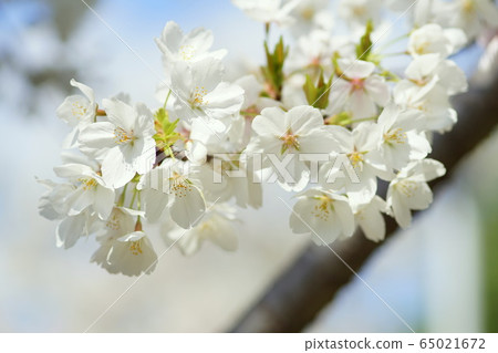 櫻花 櫻花 65021672