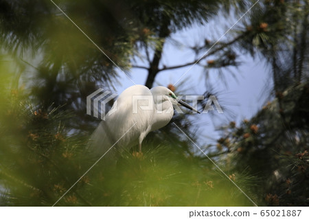 Beautiful scenery with great egret Beautiful scenery with great egret 65021887
