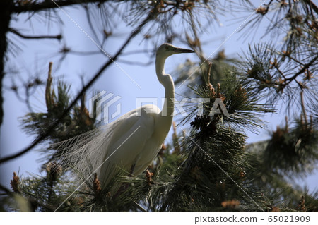 Beautiful scenery with great egret 65021909