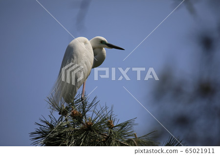 Beautiful scenery with great egret 65021911