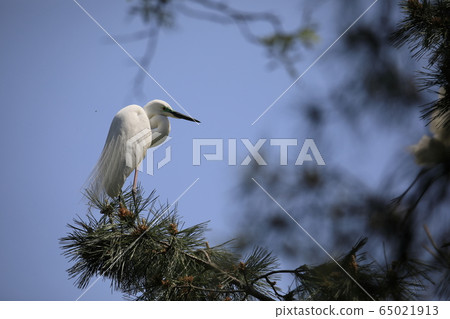 Beautiful scenery with great egret Beautiful scenery with great egret 65021913