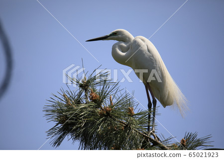 Beautiful scenery with great egret 65021923