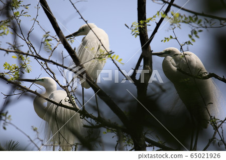 Beautiful scenery with great egret Beautiful scenery with great egret 65021926
