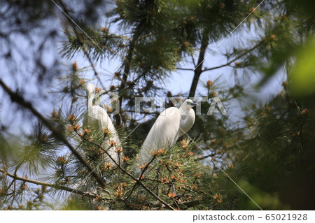 Beautiful scenery with great egret 65021928