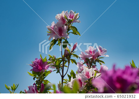 Flowers 65021932
