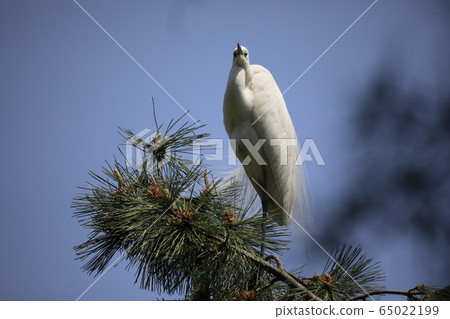 Beautiful scenery with great egret Beautiful scenery with great egret 65022199