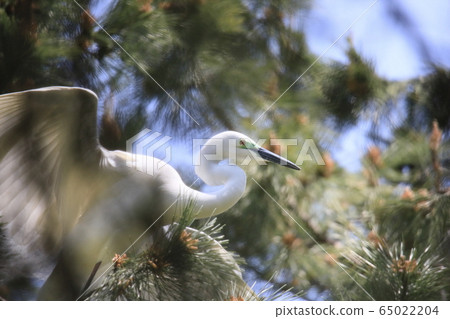 Beautiful scenery with great egret Beautiful scenery with great egret 65022204