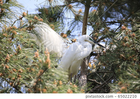 Beautiful scenery with great egret Beautiful scenery with great egret 65022210