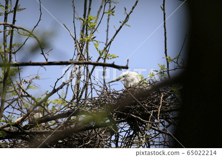 Beautiful scenery with great egret Beautiful scenery with great egret 65022214