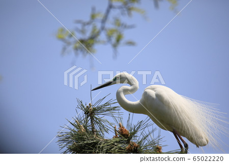 Beautiful scenery with great egret Beautiful scenery with great egret 65022220