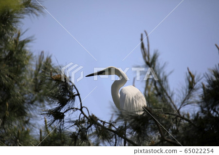 Beautiful scenery with great egret Beautiful scenery with great egret 65022254