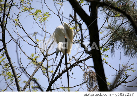 Beautiful scenery with great egret Beautiful scenery with great egret 65022257