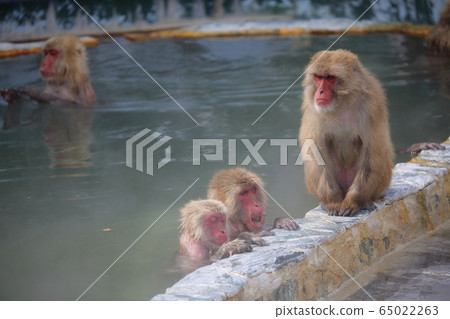 Bathing monkey Bathing monkey 65022263