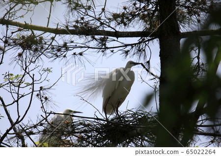 Beautiful scenery with great egret Beautiful scenery with great egret 65022264