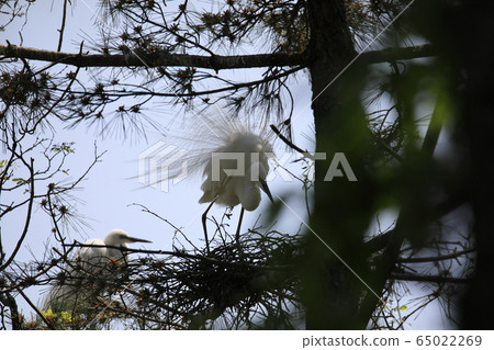 Beautiful scenery with great egret 65022269