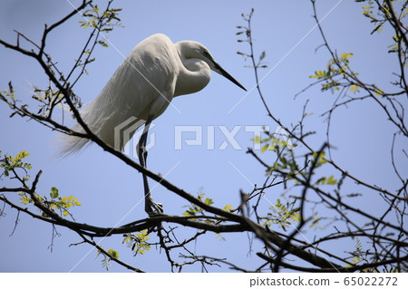 Beautiful scenery with great egret Beautiful scenery with great egret 65022272