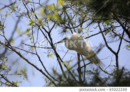 Beautiful scenery with great egret Beautiful scenery with great egret 65022289