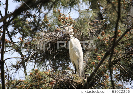 Beautiful scenery with great egret Beautiful scenery with great egret 65022296