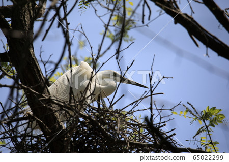 Beautiful scenery with great egret 65022299
