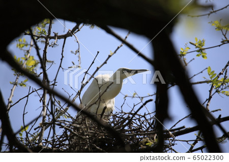 Beautiful scenery with great egret 65022300