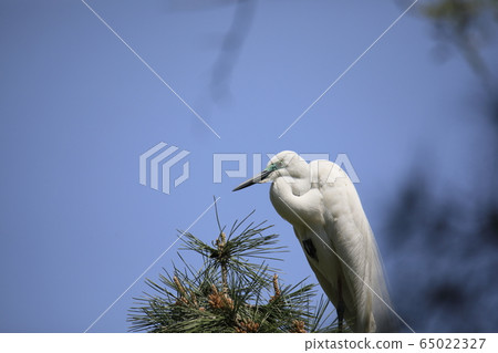Beautiful scenery with great egret Beautiful scenery with great egret 65022327