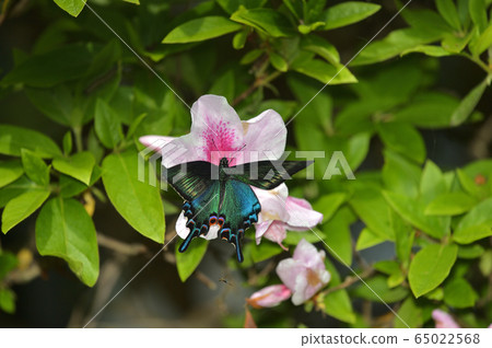 Miyama crow swallowtail jumping out of honey Miyama crow swallowtail jumping out of honey 65022568