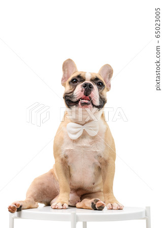 French Bulldog is sitting on the table waiting to 65023005