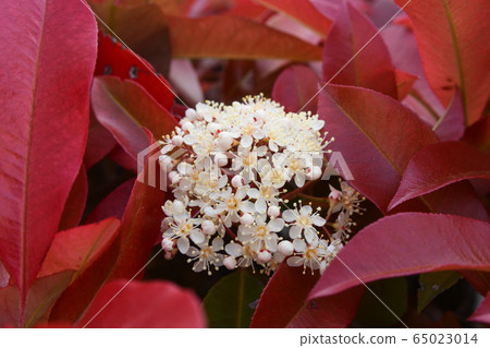 Red turtle flower Red turtle flower 65023014
