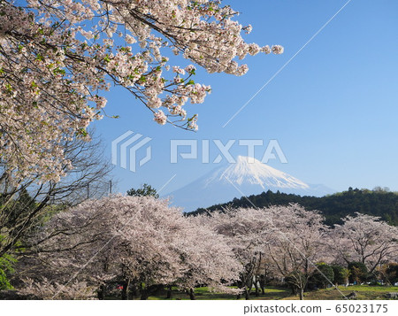 Iwamotoyama Park, a famous spot for cherry blossoms and Fuji 65023175