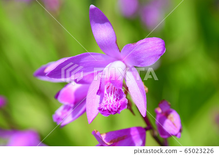 Silane flower Silane flower 65023226