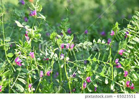 Karasuno pea (Kono Beans) Karasuno pea (Kono Beans) 65023551