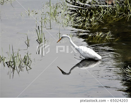 白鷺調查 65024203