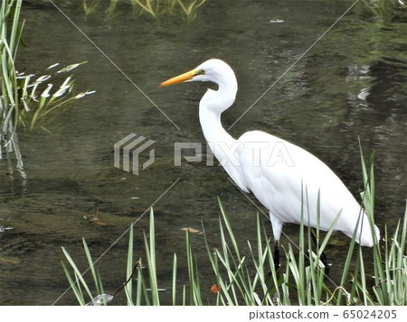 白鷺 65024205