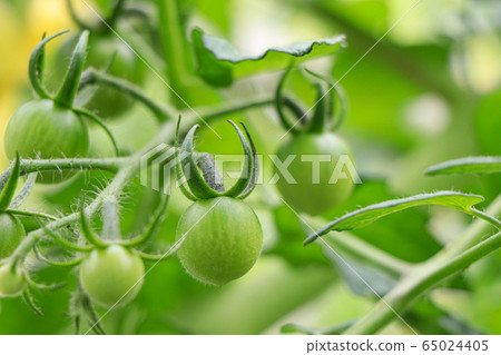 Inexperienced petit tomato Inexperienced petit tomato 65024405
