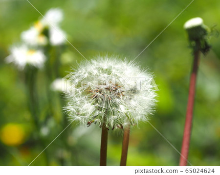 Dandelion's fluff 65024624