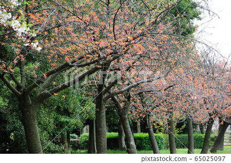 莊內琉球公園的櫻花 莊內琉球公園的櫻花 65025097