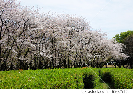 Sakura in Shonai Ryokuchi Park Sakura in Shonai Ryokuchi Park 65025103