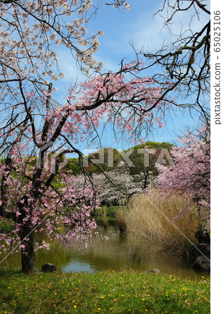 莊內琉球公園的櫻花 莊內琉球公園的櫻花 65025106