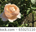rose	 65025110