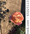 rose	 65025113