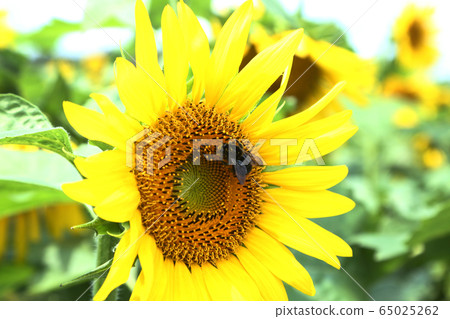 Sunflower and bear Sunflower and bear 65025262