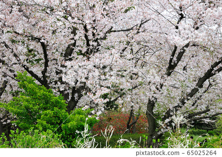 莊內琉球公園的櫻花 莊內琉球公園的櫻花 65025264