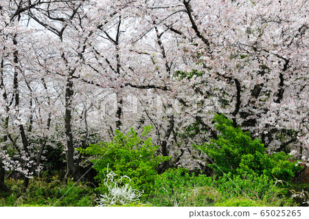 莊內琉球公園的櫻花 65025265