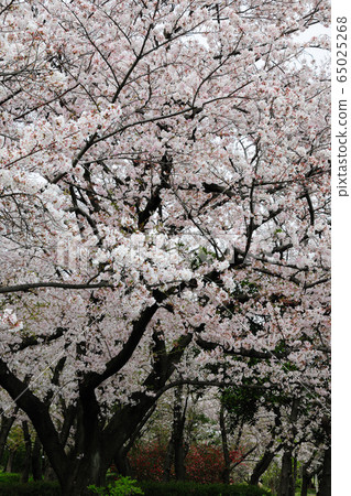 莊內琉球公園的櫻花 莊內琉球公園的櫻花 65025268