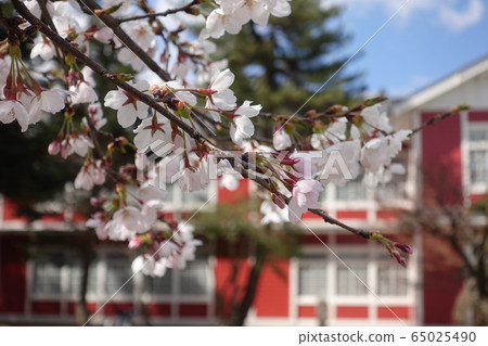 Sakura school in full bloom Sakura school in full bloom 65025490