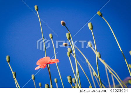 花 花 65025664
