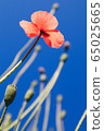 花 65025665