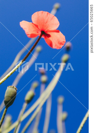 花 花 65025665